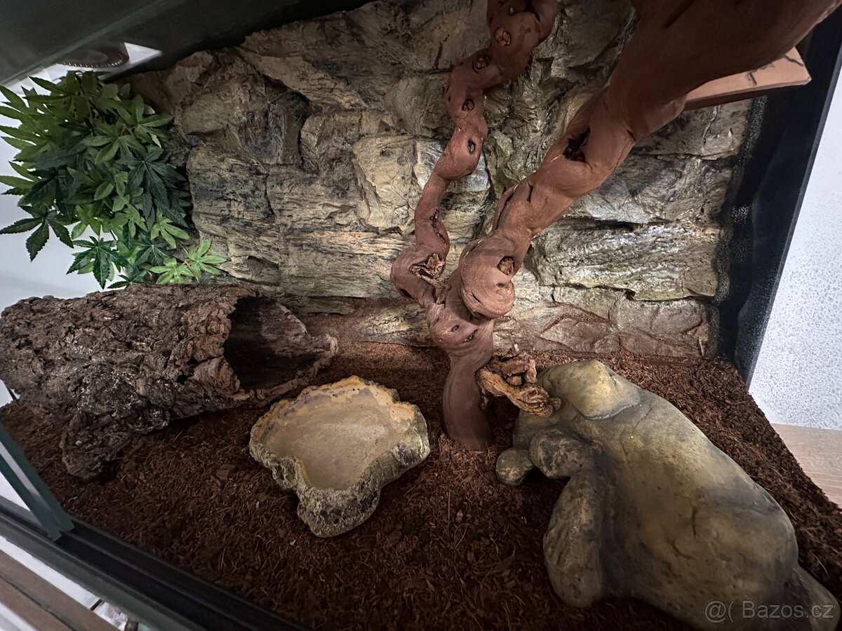Vybavené terárium 100x50x50 - 5