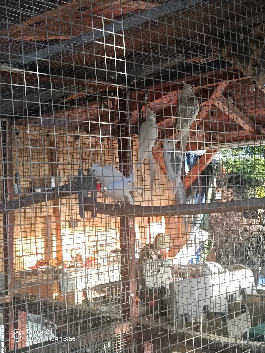 Končím s chovem - 5