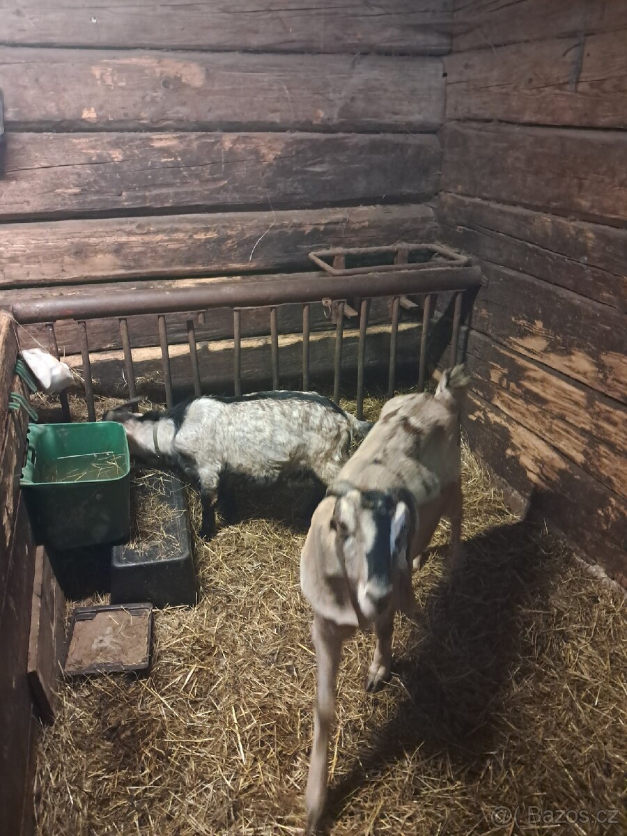 Prodám Kozu,Kozlika Anglobinského plemene. - 5