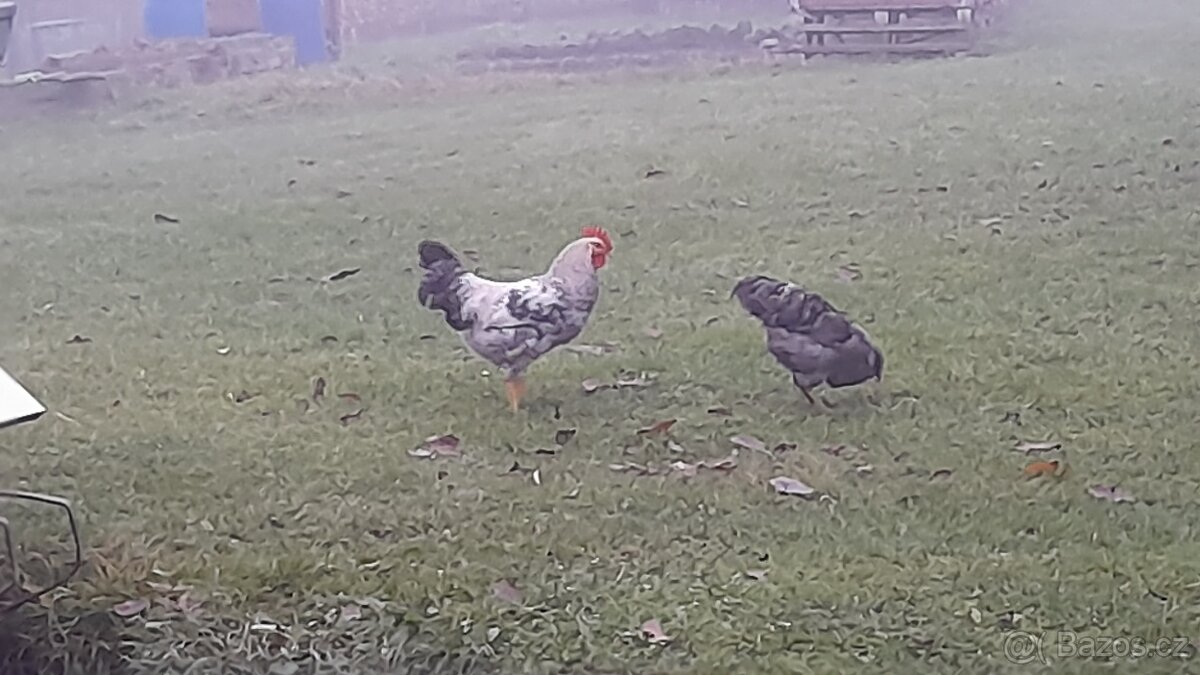 nabízím letošní mladé kohoutky - 5