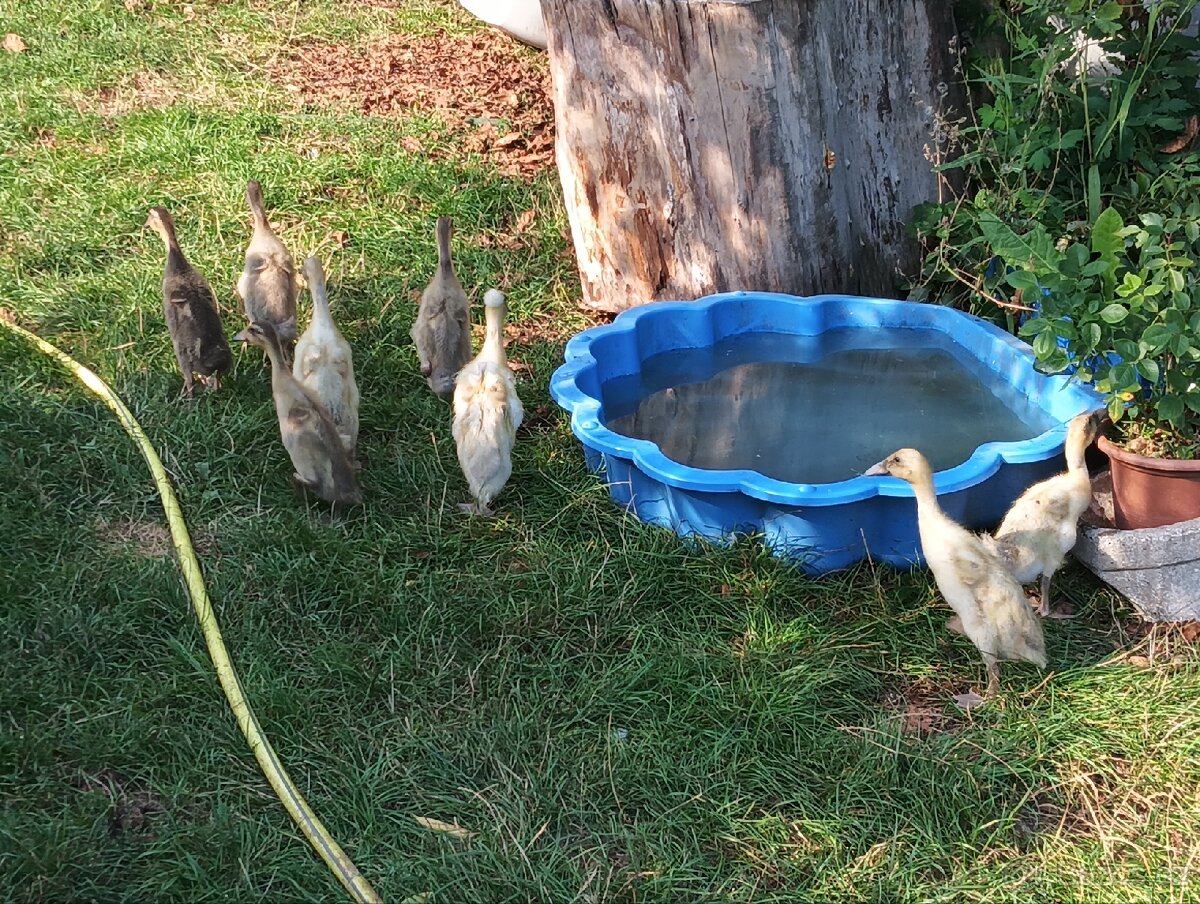 Indický běžec - 5