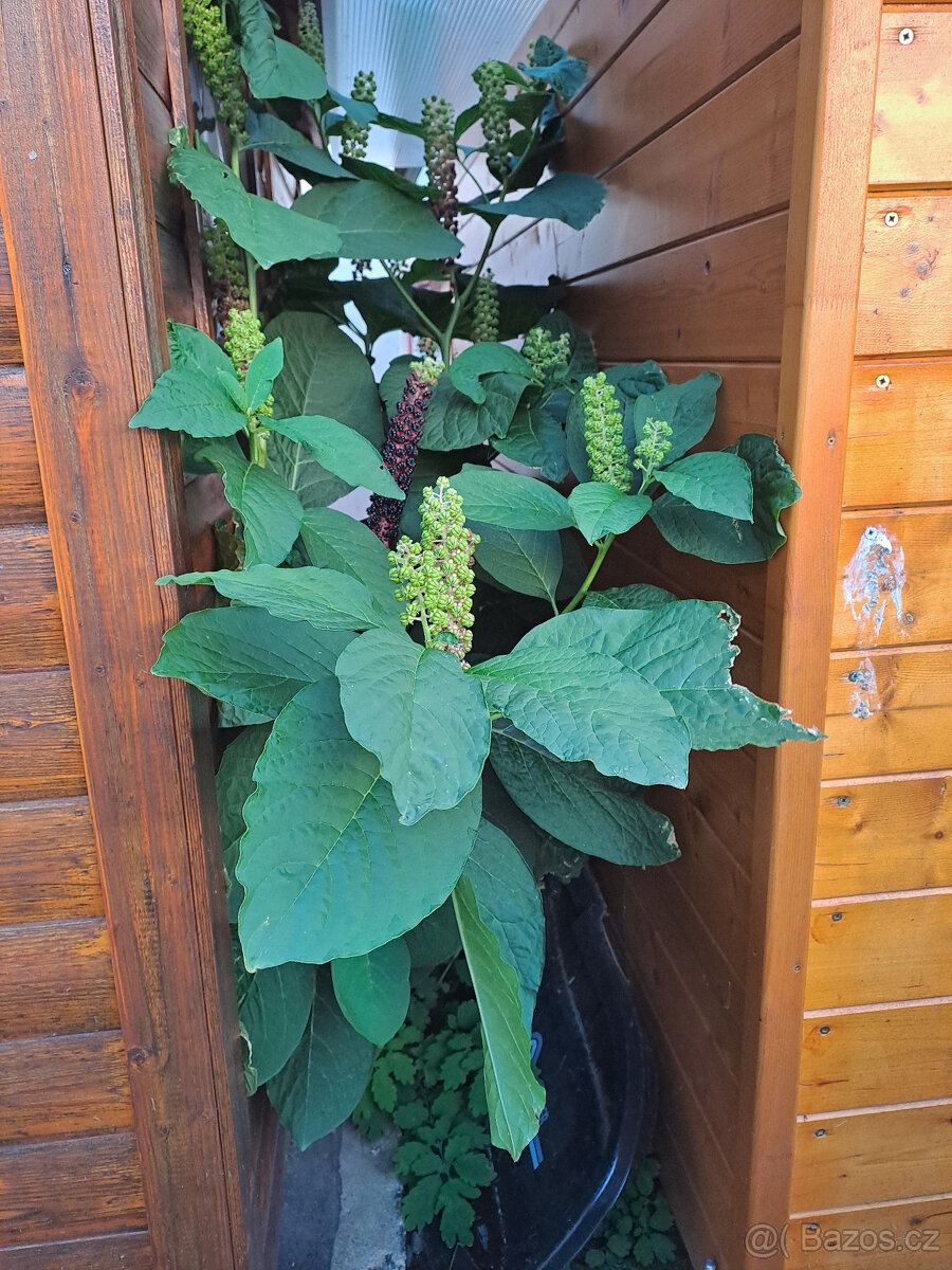 Líčidlo jedlé semínka - 5