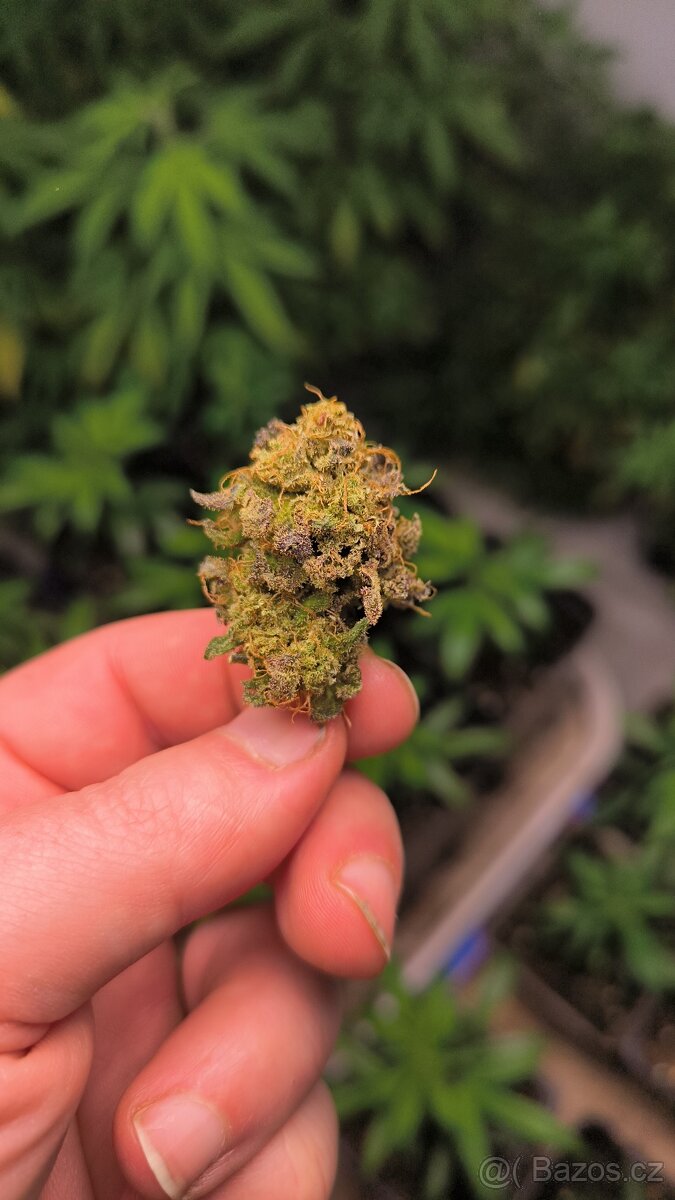 Nabízím květy konopí, Infuze. - 5