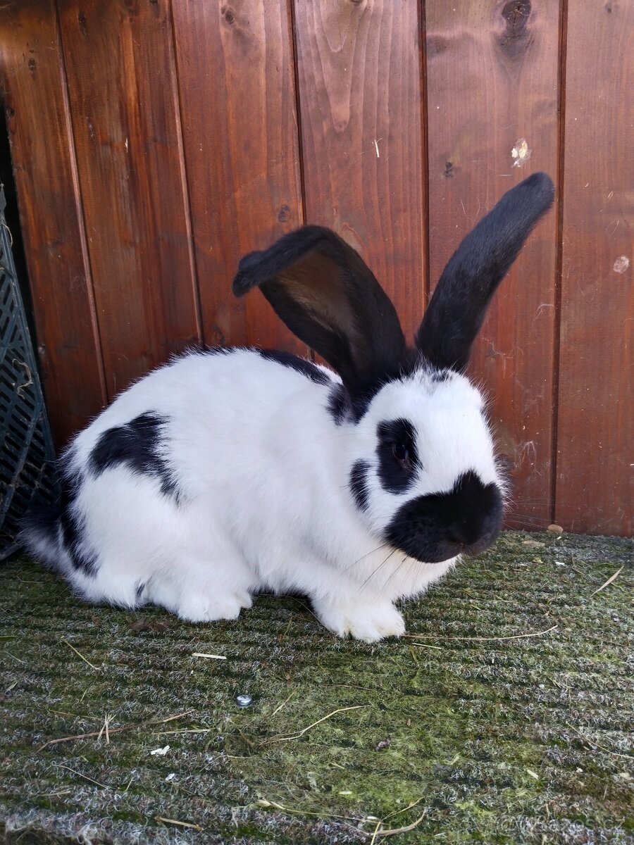 Německý obrovitý strakáč - 5