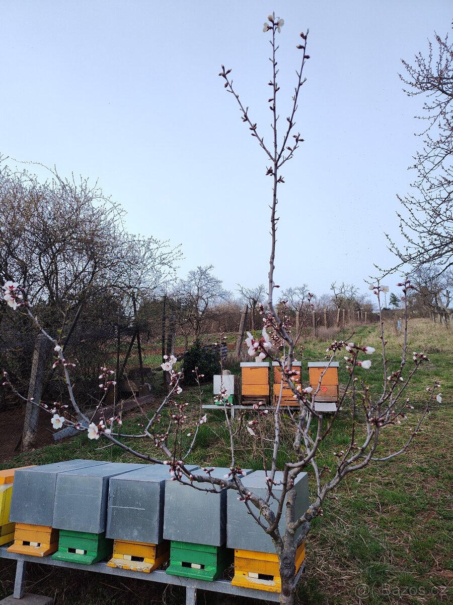 Rezervace včelích oddělků 2026 buckfast - 5
