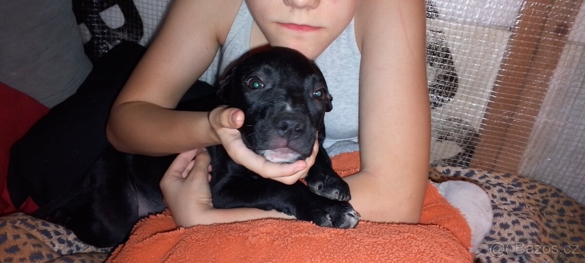 Prodám štěňata amerického bulliho XL - 5