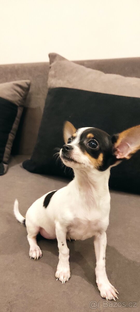 Čivava fenka s pp - 5