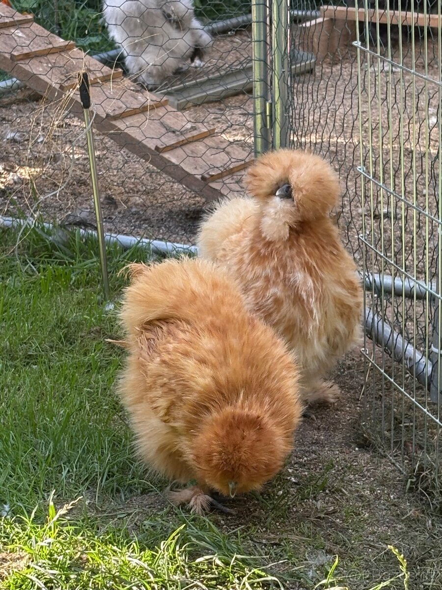 Nabízím nasadova vejce - 5