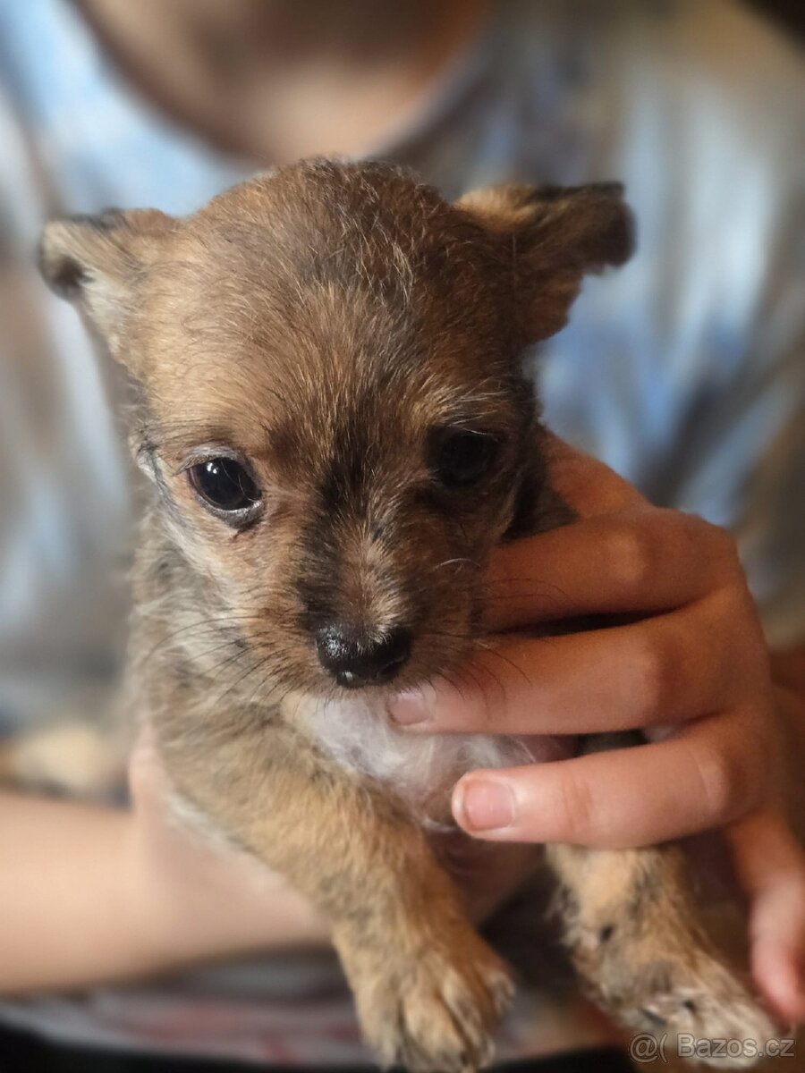 Štěňata čivava krátkosrstá - 5