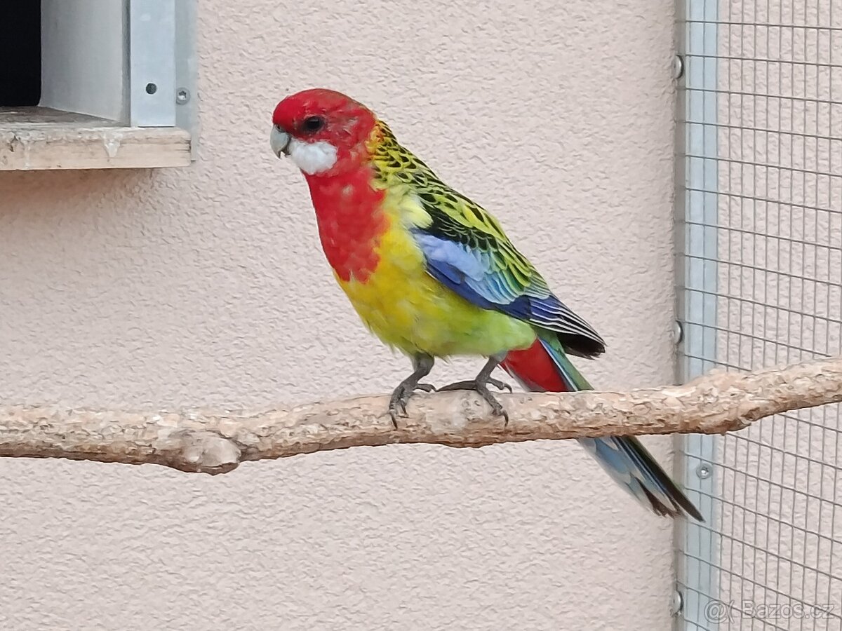 Prodám rosela pestrá nádherná - 5