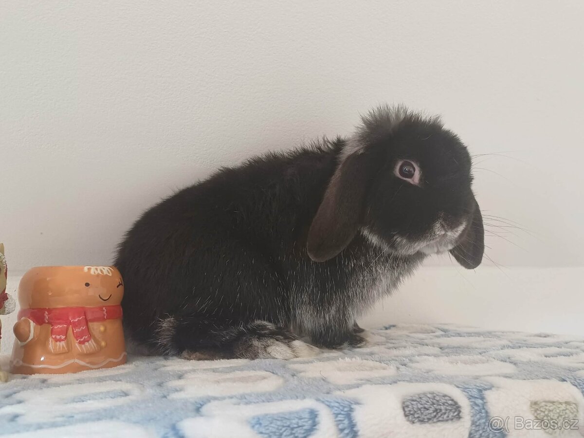 Volný Sameček Anglický Zakrslý Beránek MiniLop🤍 - 5