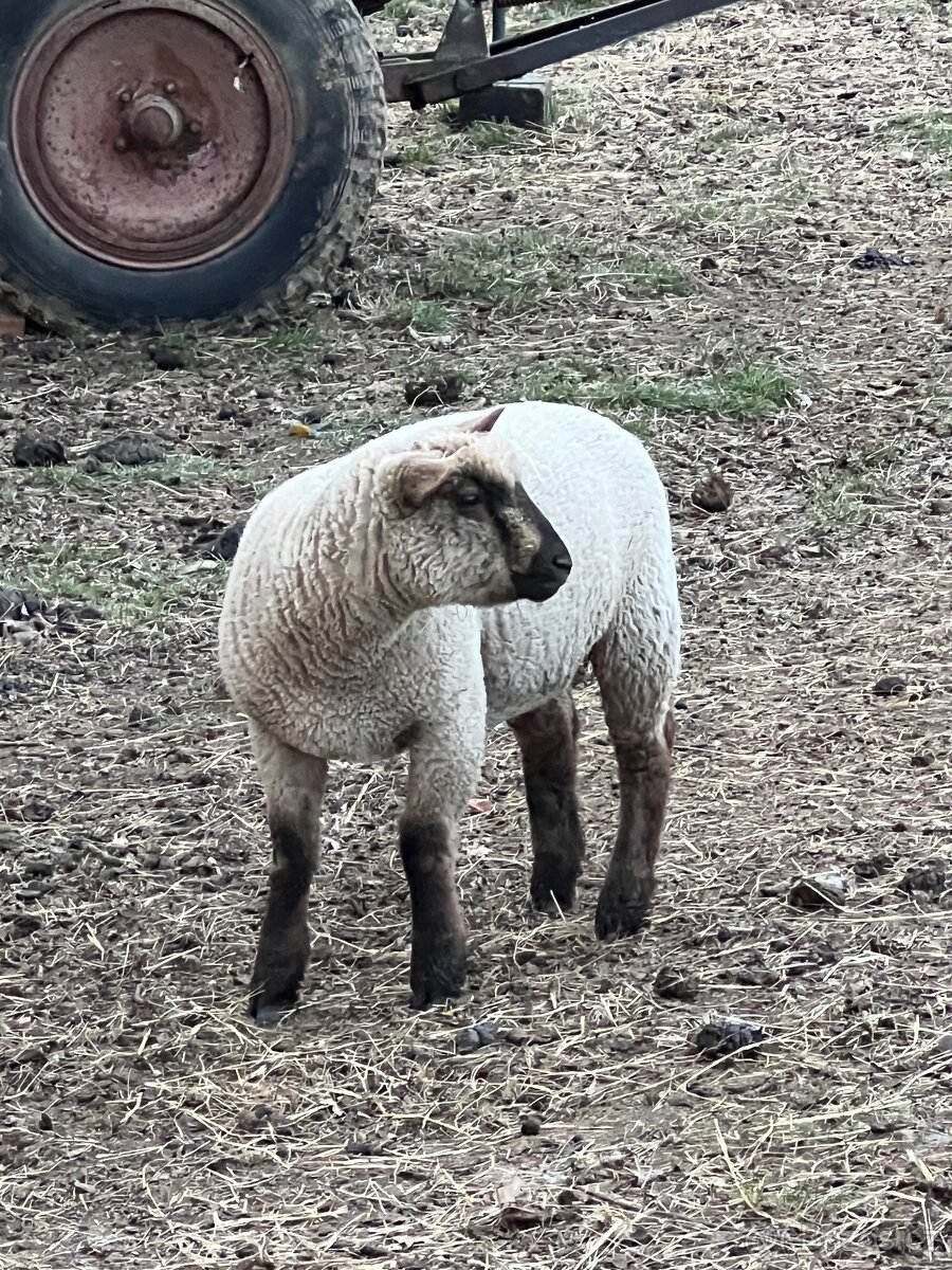 Jehně Charollais - 5