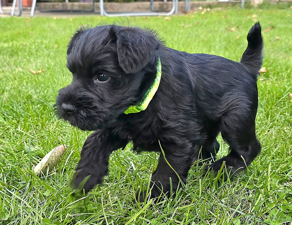 Knírač malý černý - 5