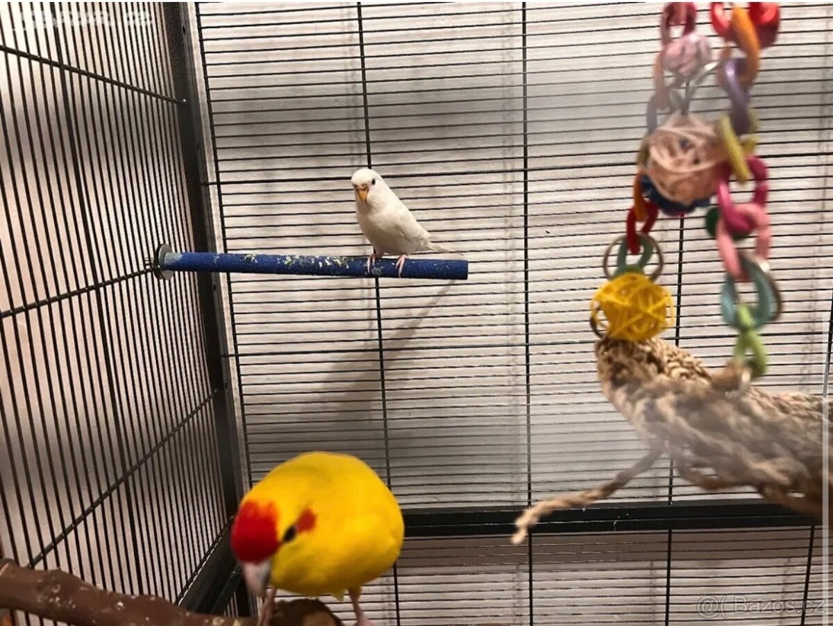 Kakarik a andulka - 5