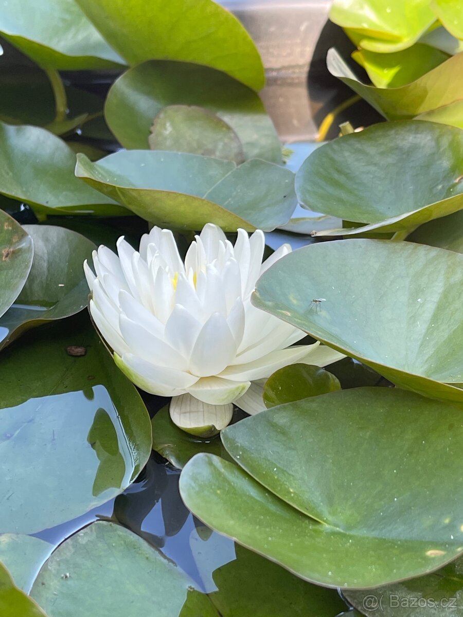 Leknin vodní rostlina kvetoucí posledních 10ks - 5