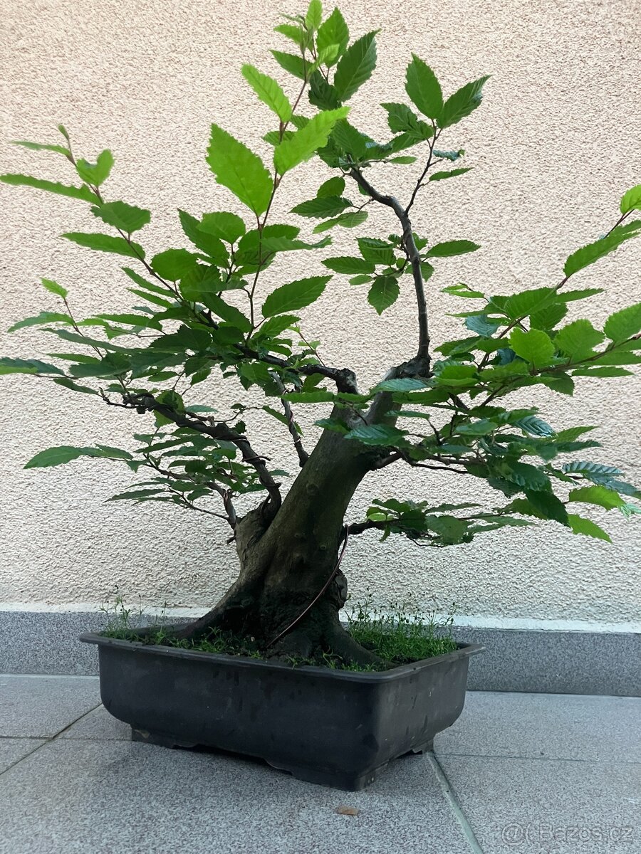 Bonsai, Bonsaj, habr obecný - 5