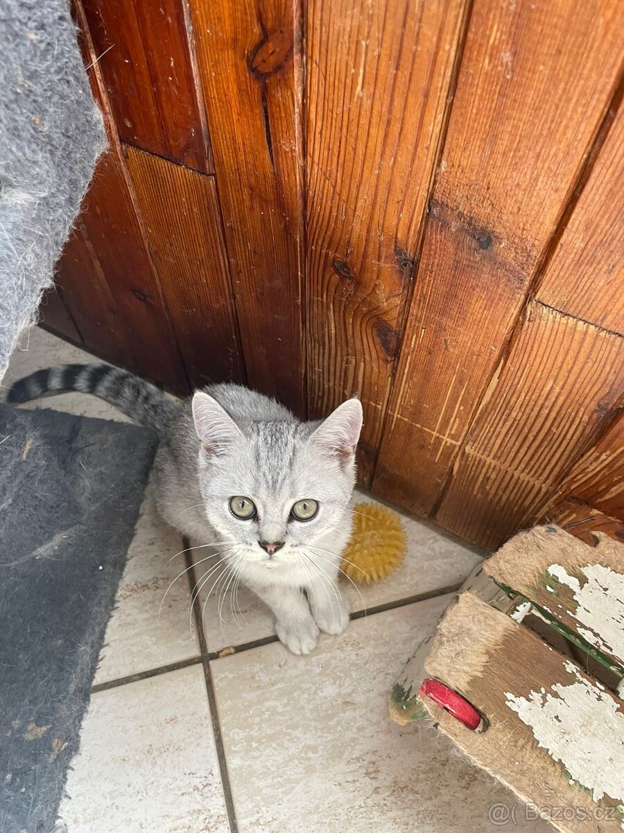 Britská koťata - 5