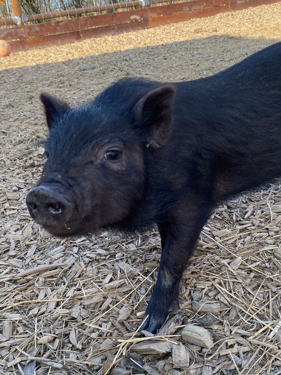 Gottingentská miniprasátka - 5