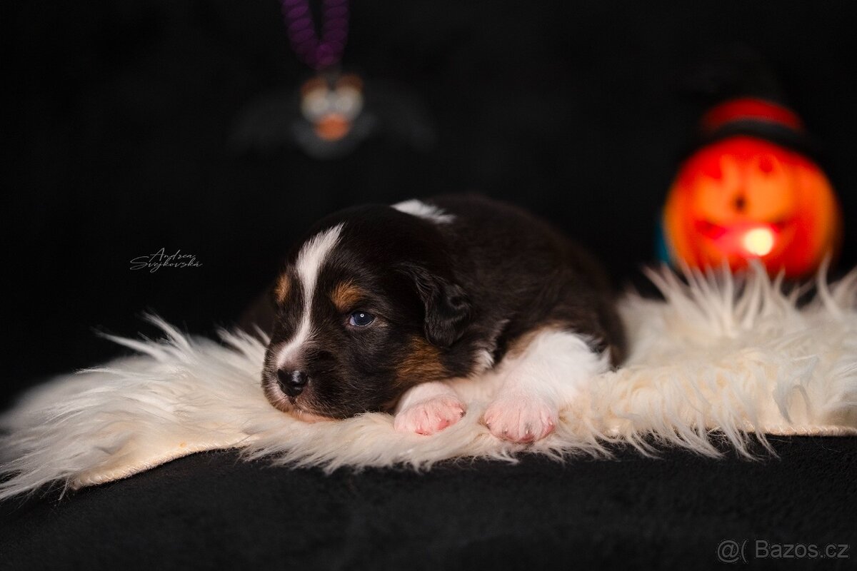 Australský ovčak - štěně s PP na prodej - 5