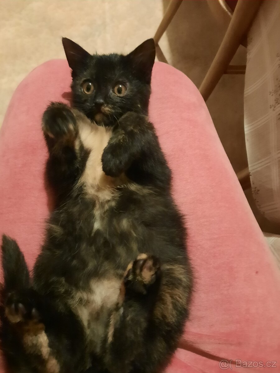 Daruji tříbarevnou kočičku - 5