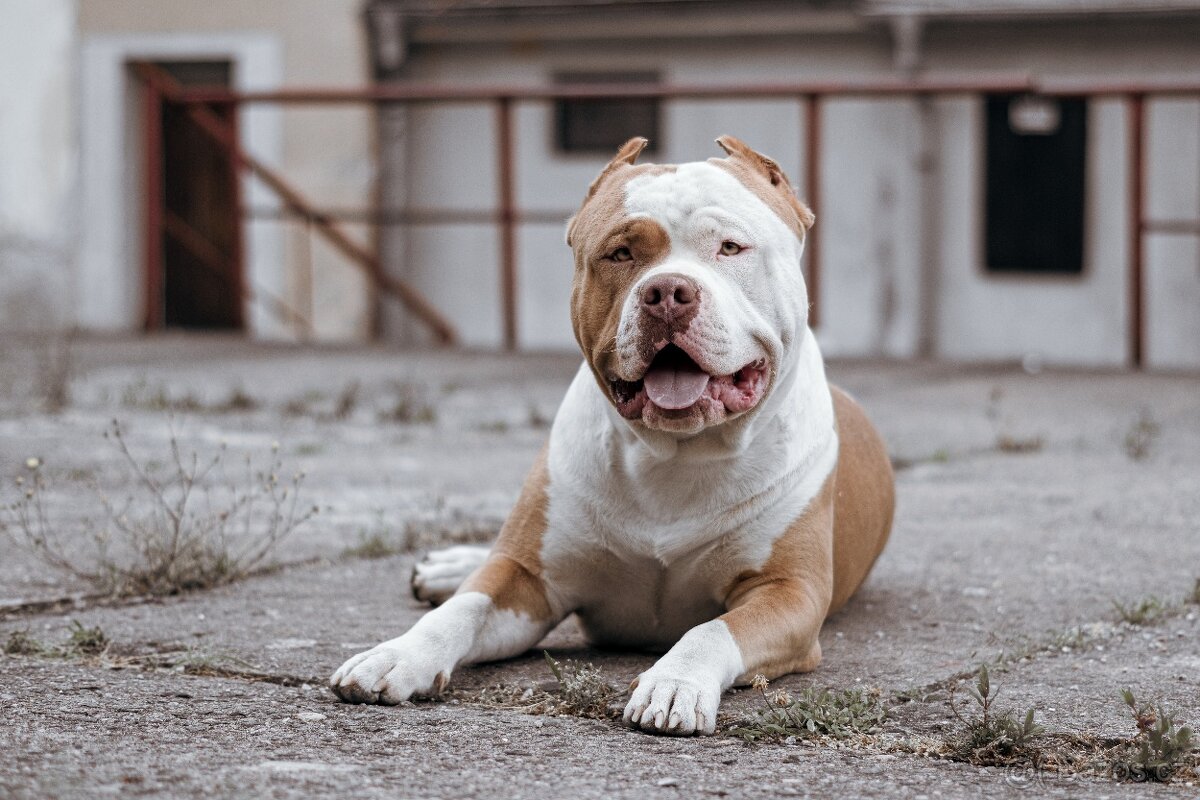 American bully xl - 5