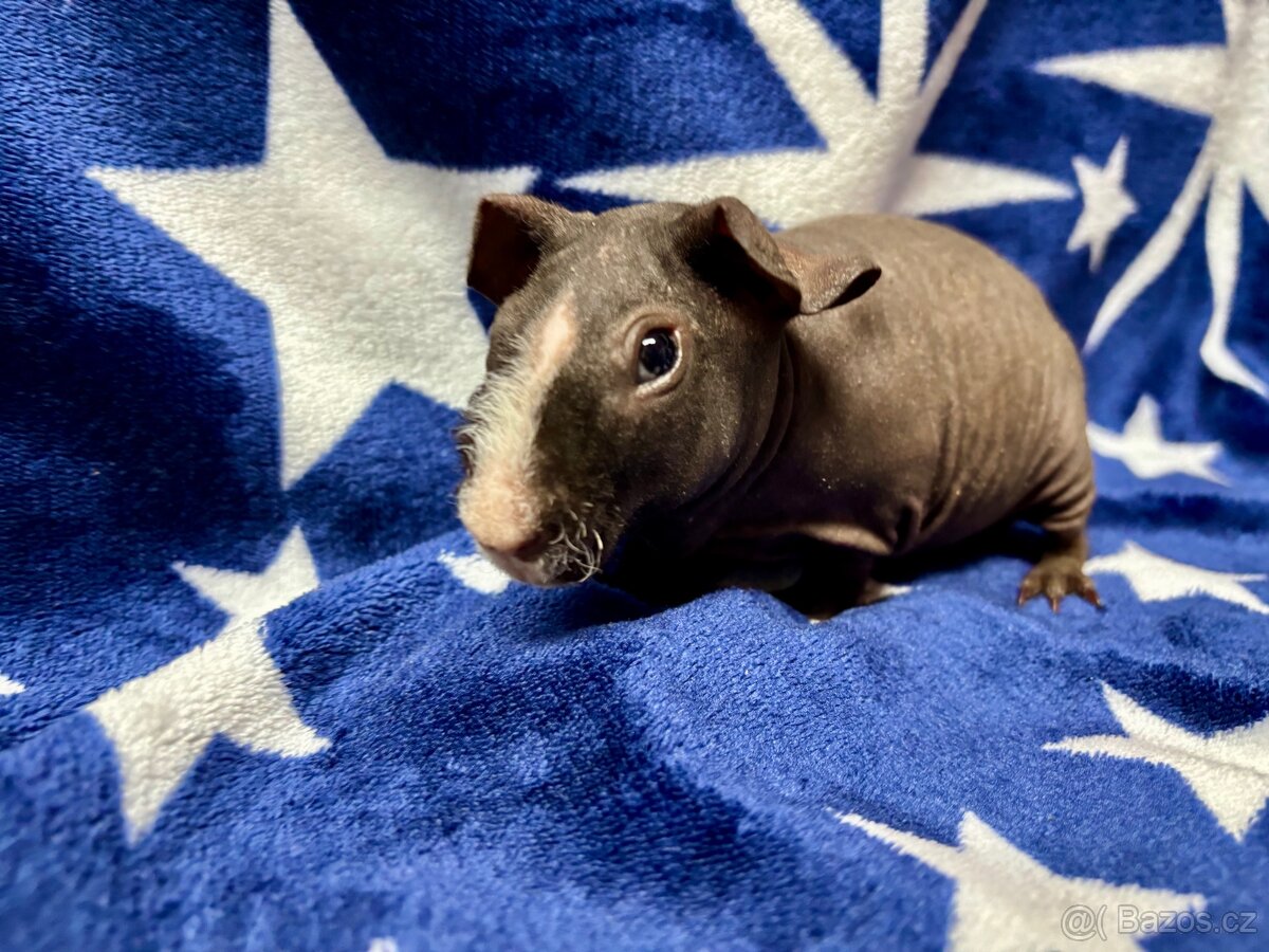 Skinny morče, samečci s PP - 5