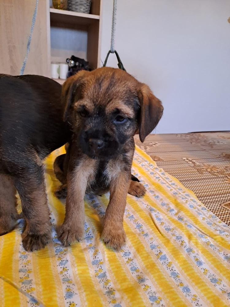 Štěňata Border teriéra - 5