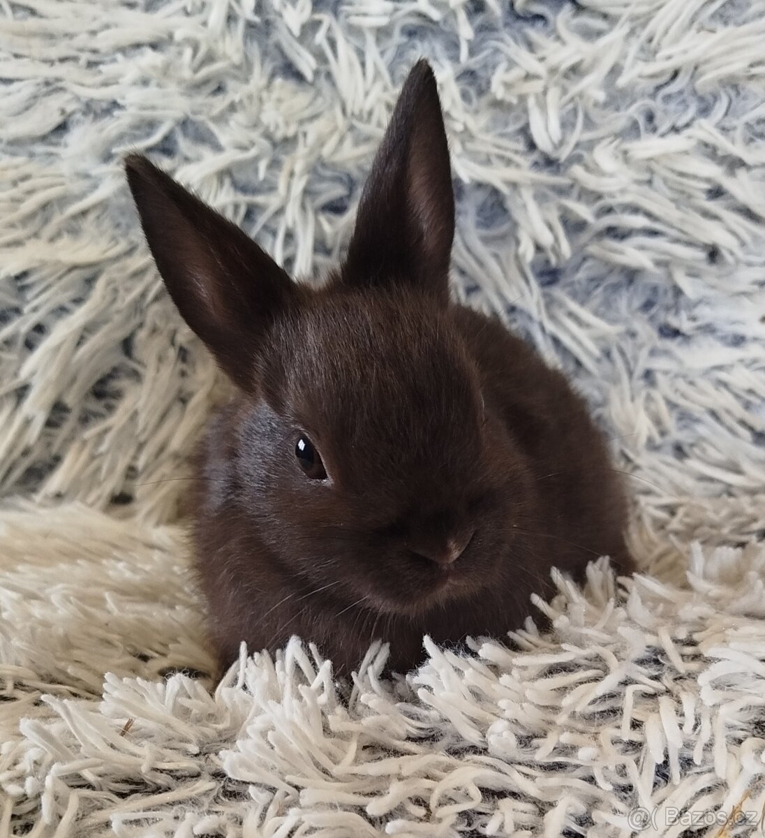 Zakrslý krátkouchý - 5