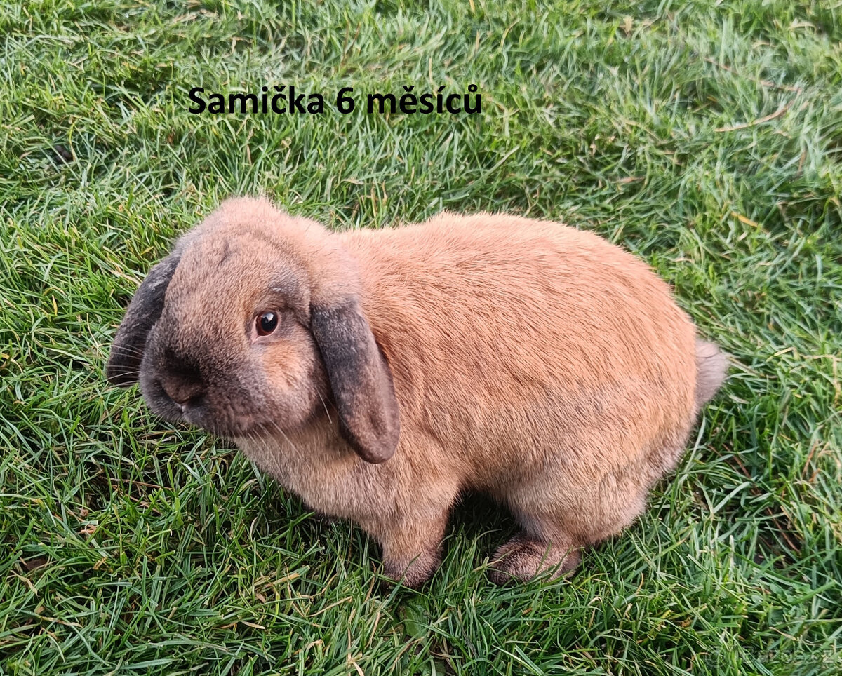 Zakrslí králíčci - králíček beránek - 5