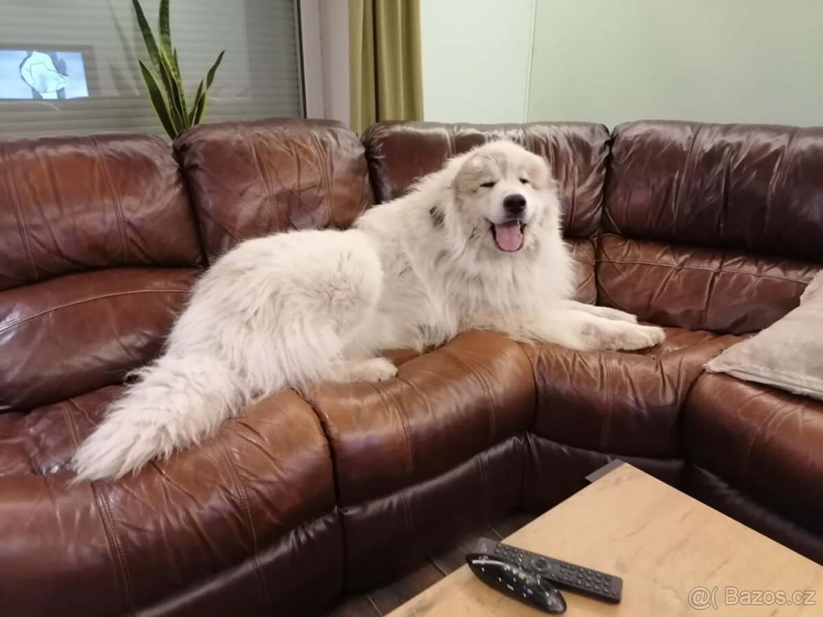 Pyrenejský horský pes - 5