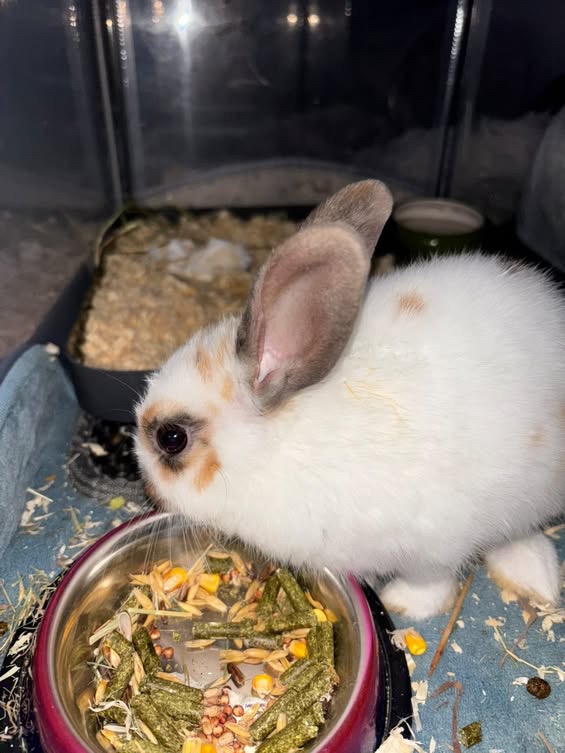 Zakrslí králíčci. - 5