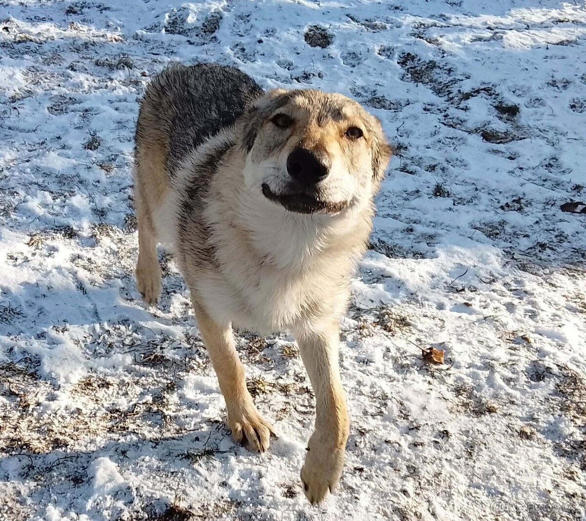 československý vlčák - 5