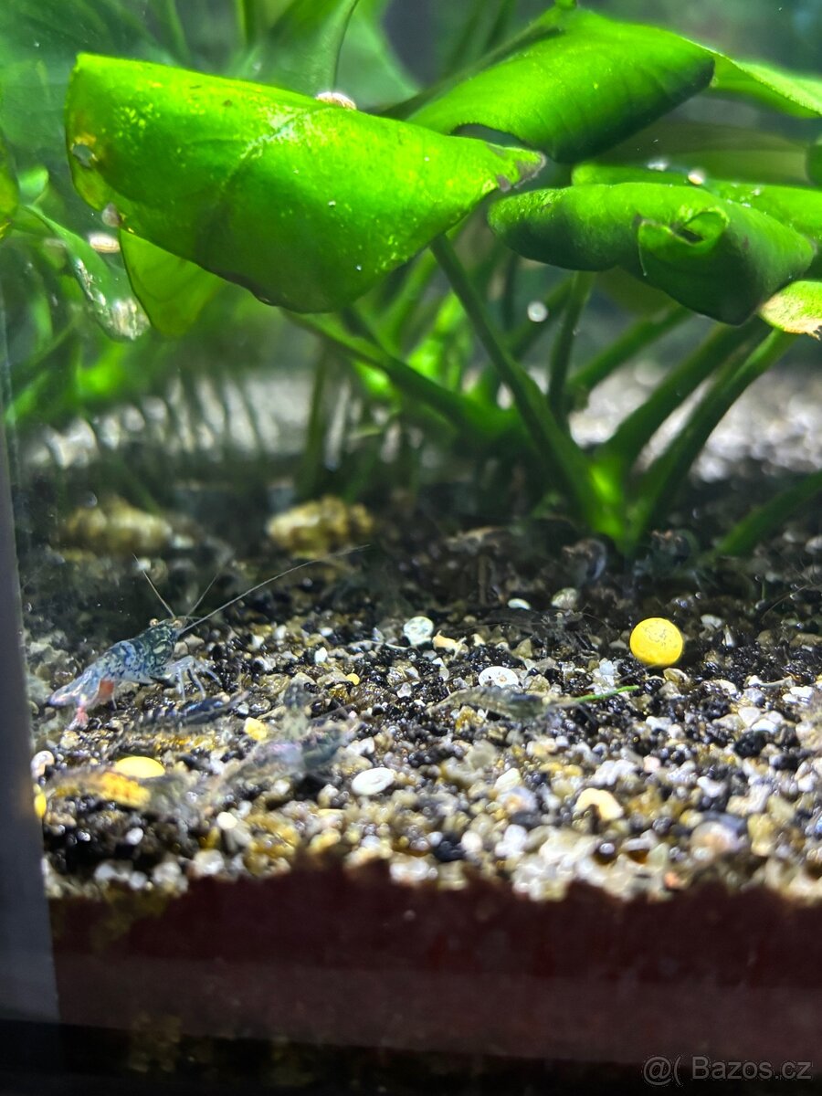 Akvarijní krevety - 5