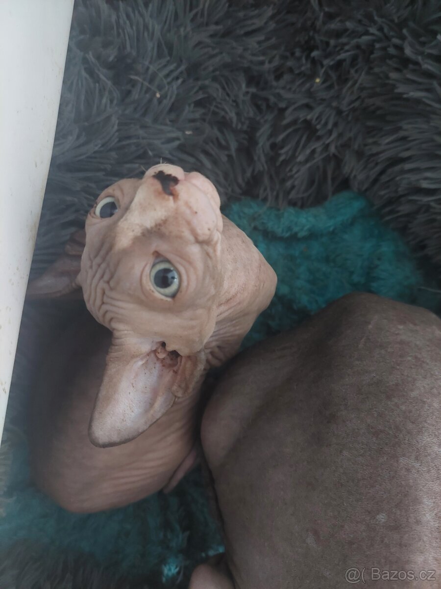 KANADSKÝ SPHYNX - 5