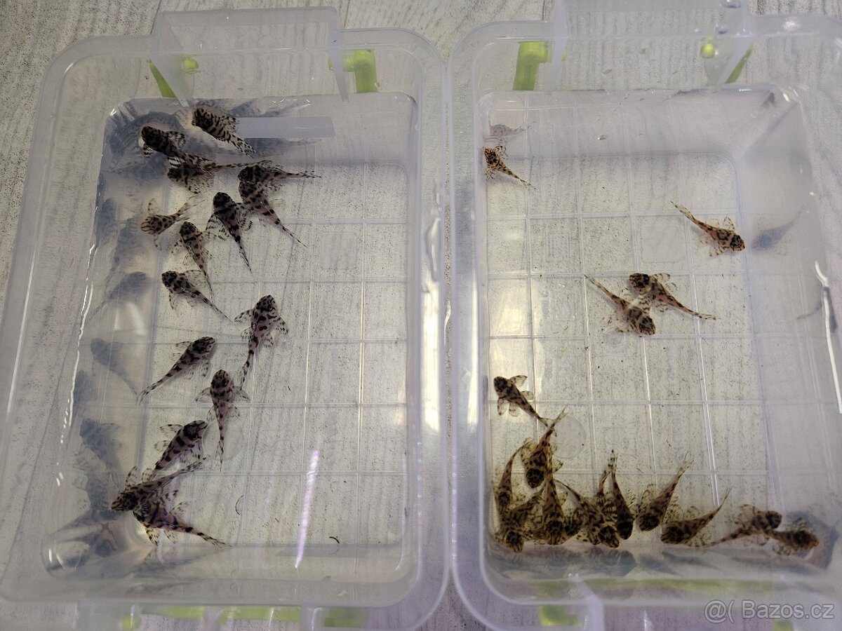 Pleco, Hypancistrus, Ancistrus long fin, sumce - 5