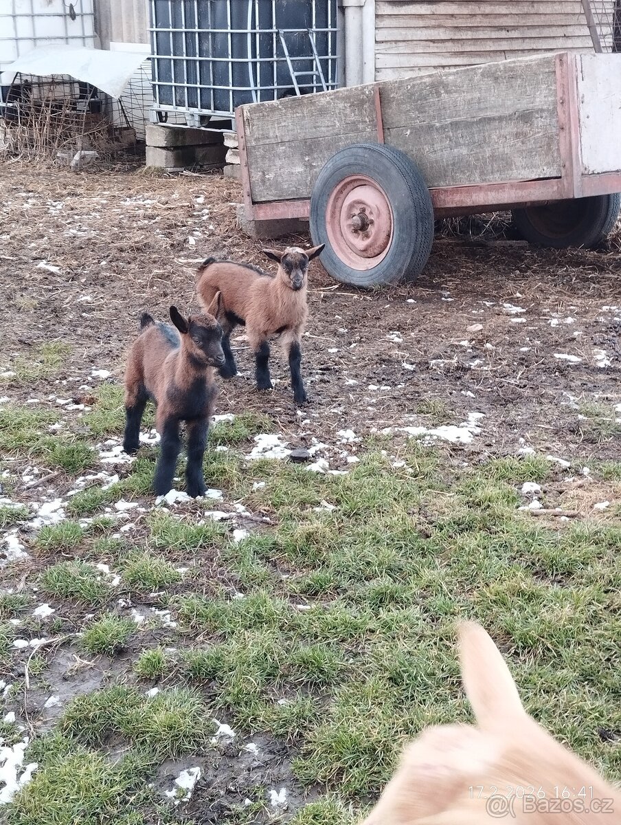 Kůzlata - 5