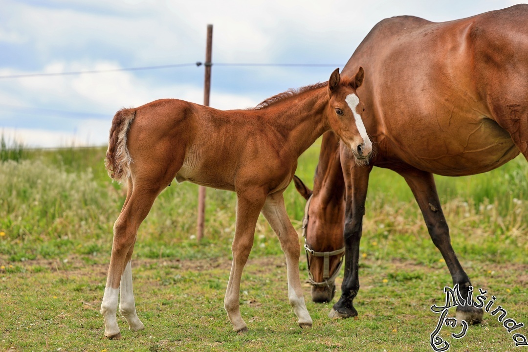 LETOŠNÍ HŘEBEC K ZAMLUVENÍ - 5