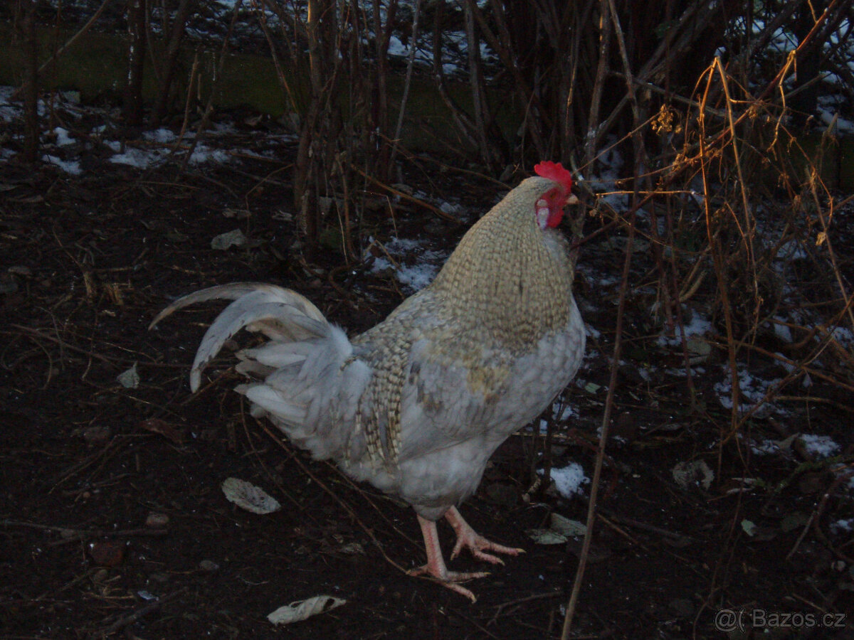 Kohout do chovu k prodeji - 5