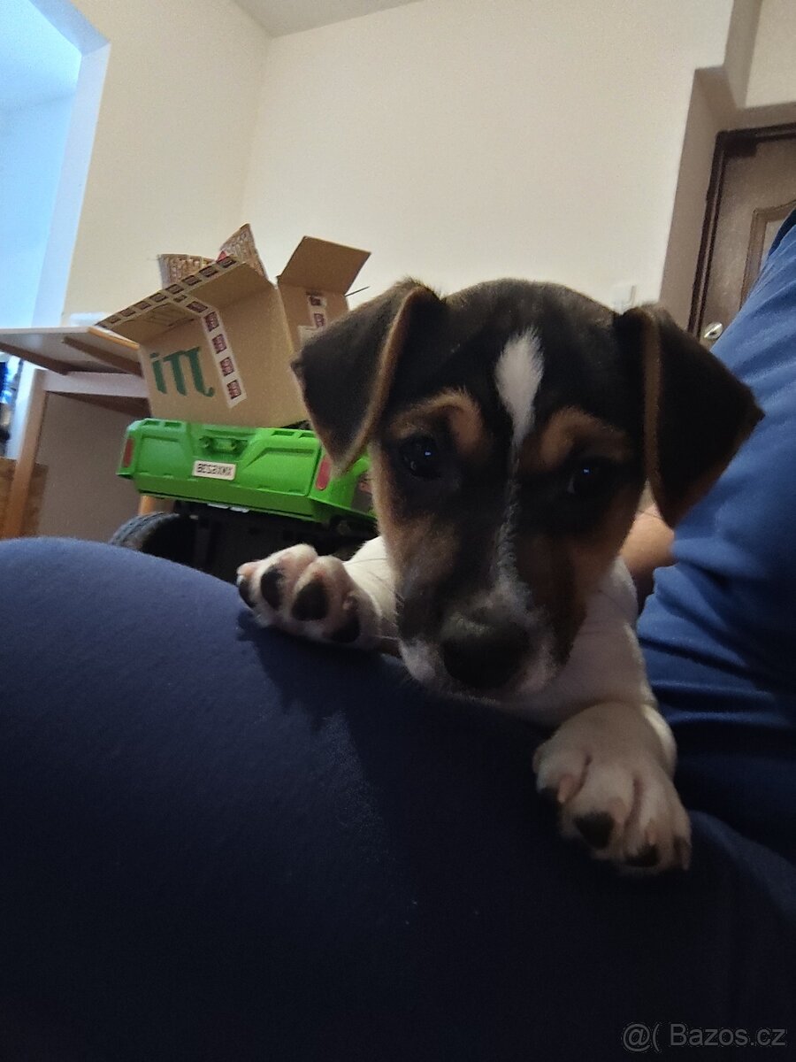 Jack Russell teriér - 5