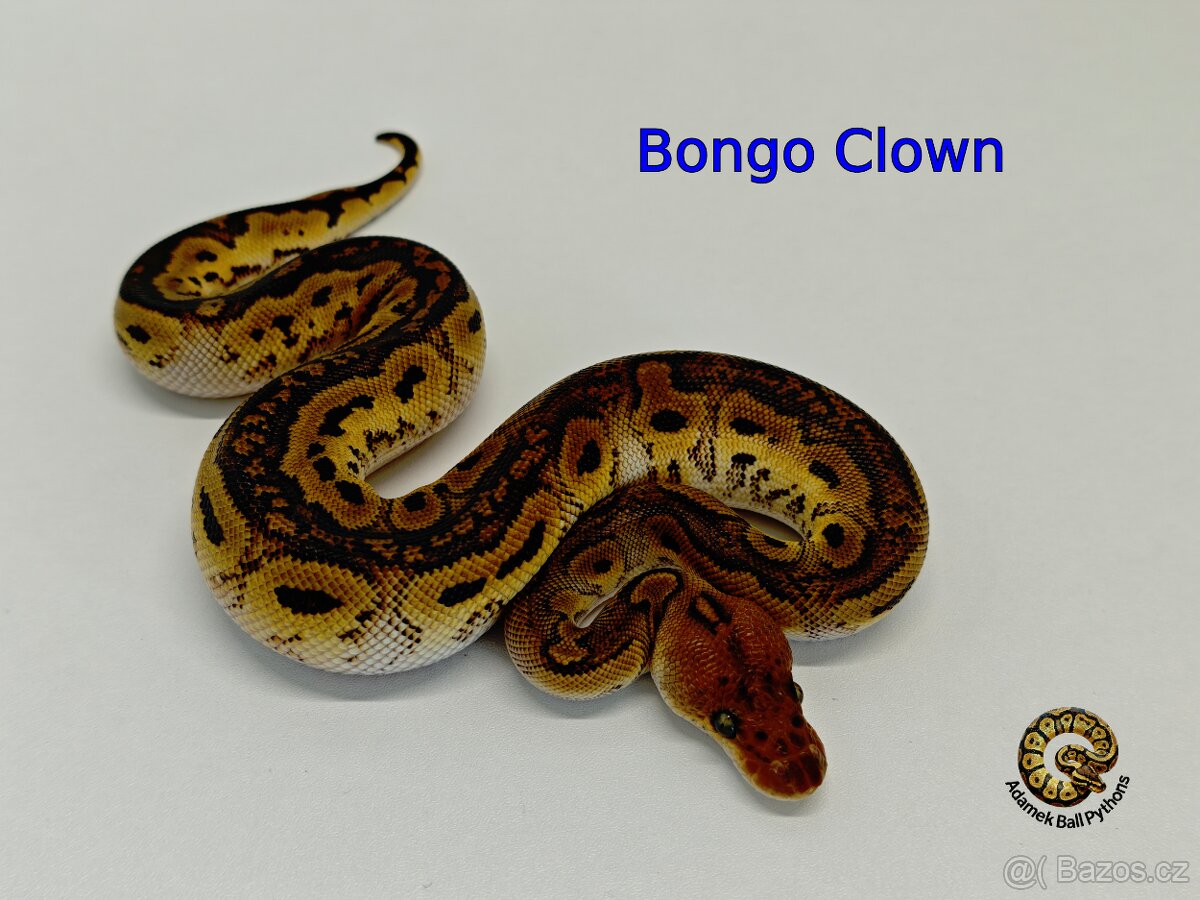 Krajta Královská - 5