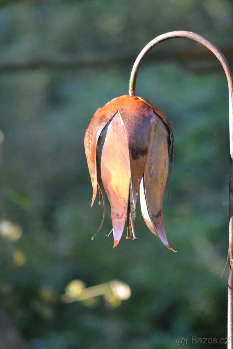 Květina zvonek sólo - 5