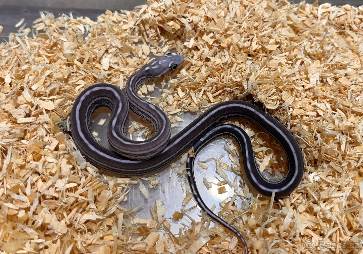 Užovka červená Scaleless - 5