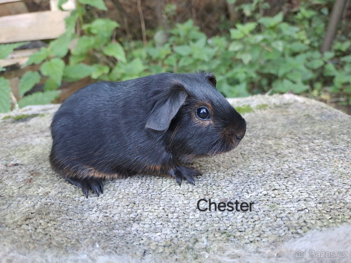 Morčata s PP - kluci - 5