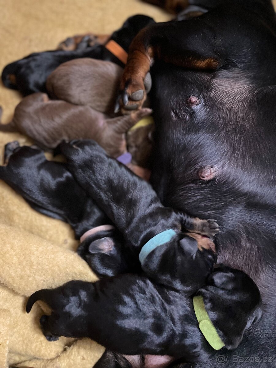 Jezevčík hladkosrstý standard s PP - 5