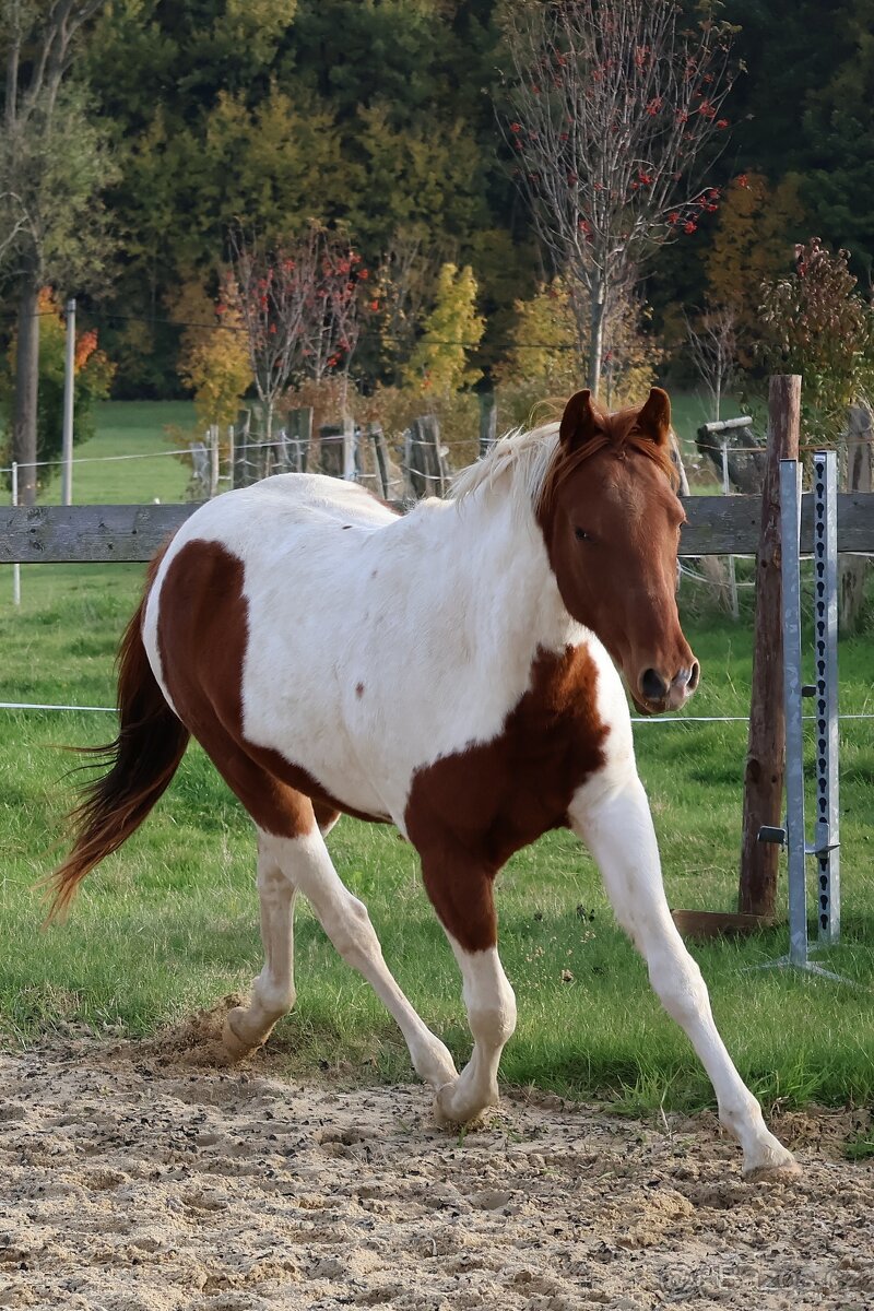 Dvouletý valach APH - 7PANEL - 5