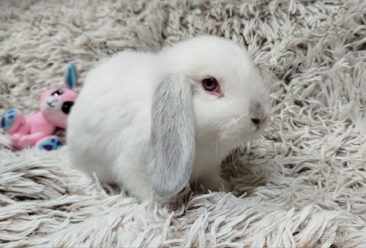 Zakrslý beránek, králíček, králík - MOLLY - 5