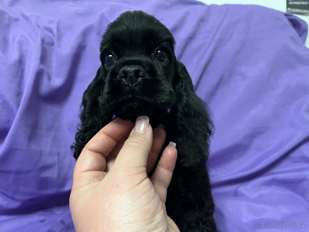 Americký kokršpaněl s PP - 5