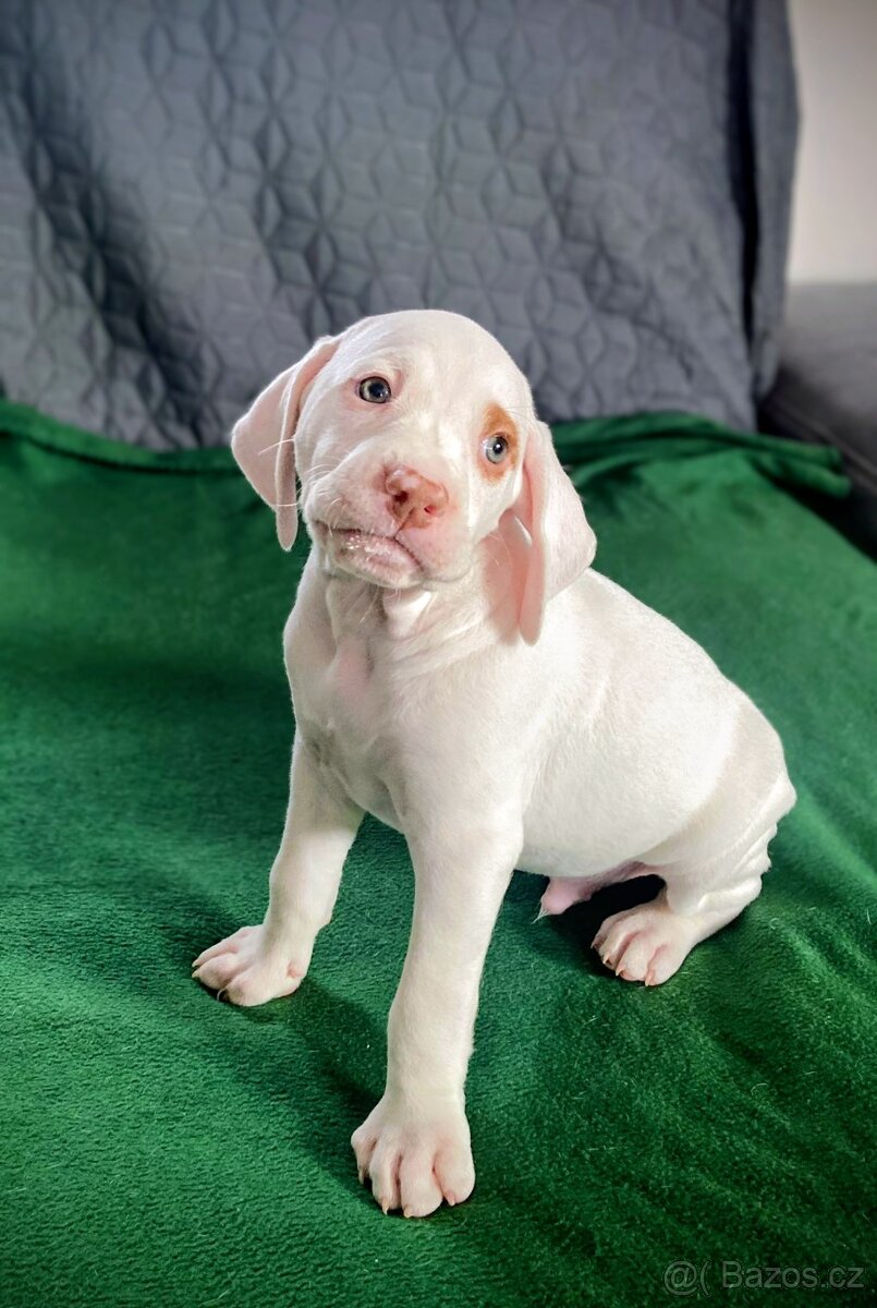 Bourbonský ohař - štěně s PP - 5