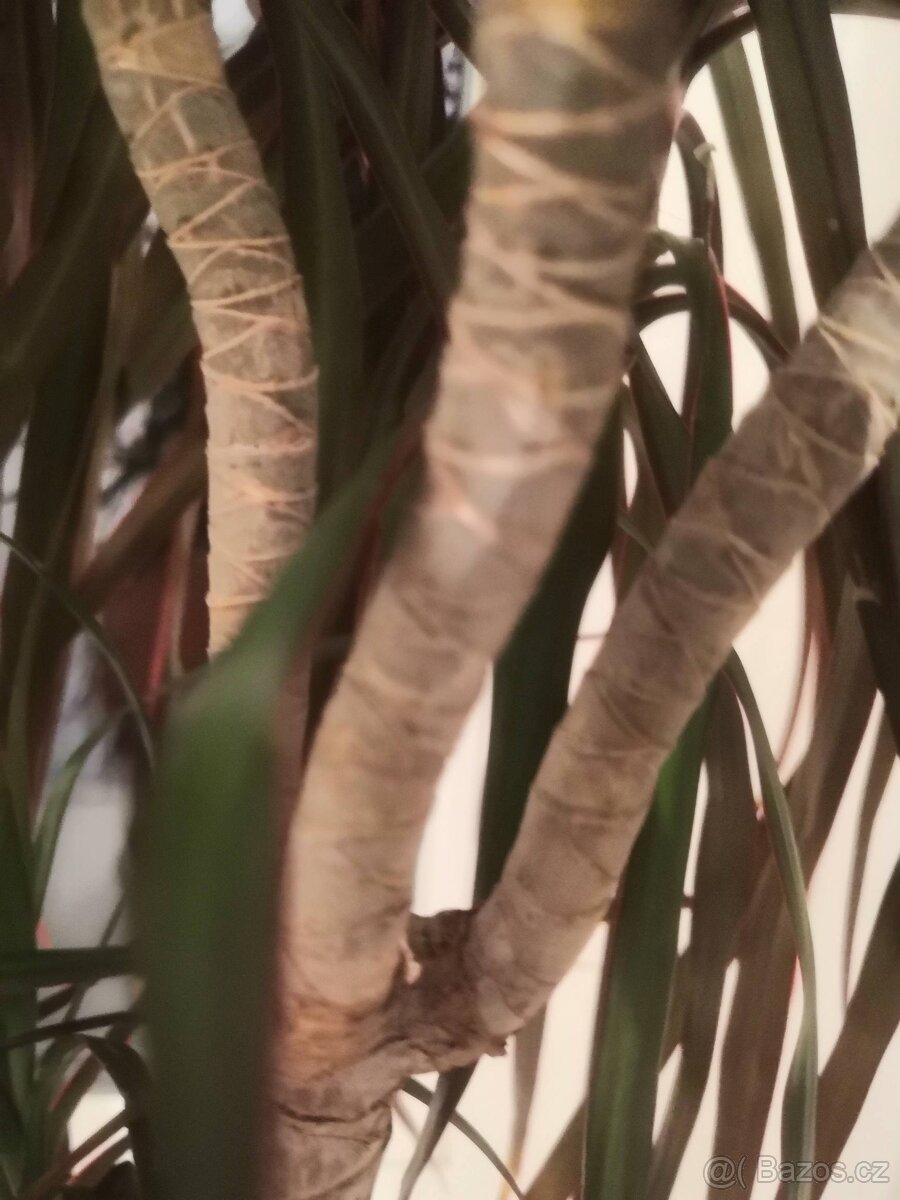 dracena, pokojová - 5