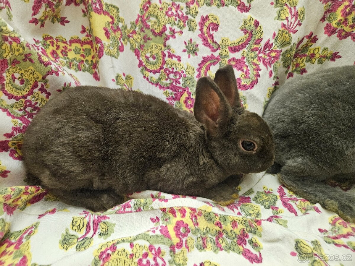 Zakrslý králíček - 5